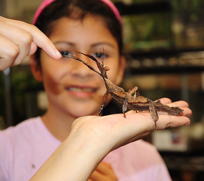 Future entomologist? Julianna Amaya, 10, of Martinez is fascinated by an Australian walking stick.