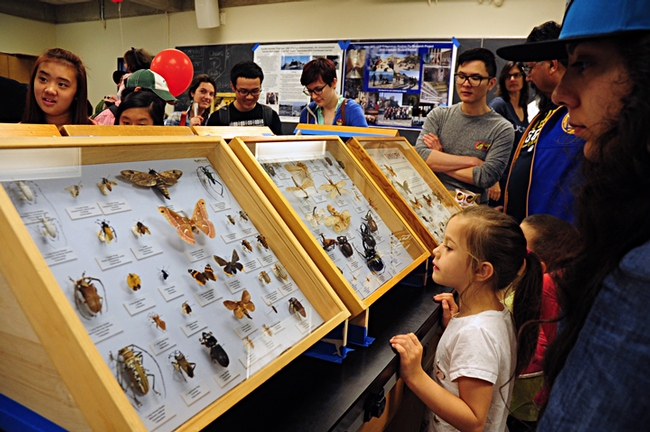 Insect specimens drew lots of interest at Briggs Hall. (Most of the insect specimens--nearly eight million--are at the Bohart Museum of Entomology)
