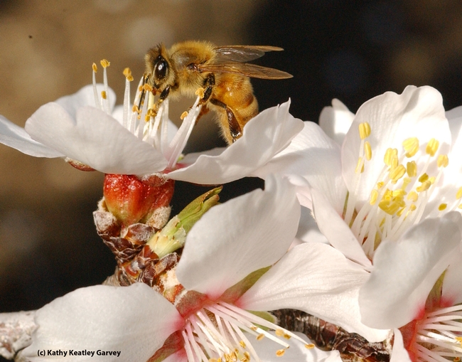 A honey bee foraging on almond blossoms in Yolo County. (Photo by Kathy Keatley Garvey)