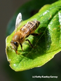 Honey bee finds a sweet spot on a leaf. (Photo by Kathy Keatley Garvey)