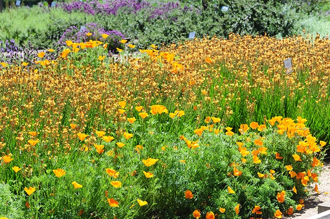 California golden poppies, the state flower, glow at the Häagen-Dazs Honey Bee Haven.