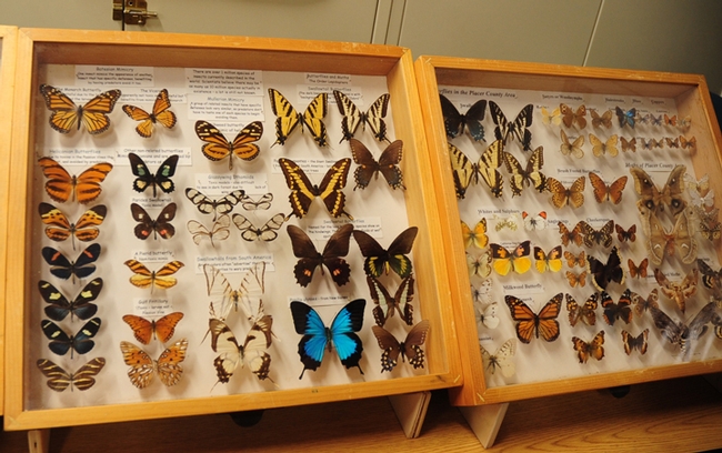 Butterflies from the Bohart Museum of Entomology are sure to draw attention at the Dixon May Fair. (Photo by Kathy Keatley Garvey)