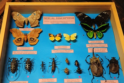 This is the Bohart Museum's sexual dimorphism display. (Photo by Kathy Keatley Garvey)