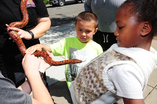 A rainbow boa inches closer to Amiyah Robinson, 8, while  William Parsons, 6, watches. The Papaya Pythons owner explained 