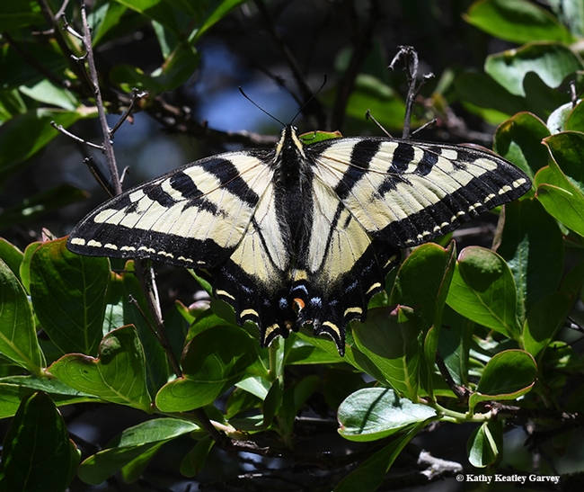 A Western tiger swallowtail, Papilio rutulus,warms its flight muscles on a crape myrtle tree. (Photo by Kathy Keatley Garvey)