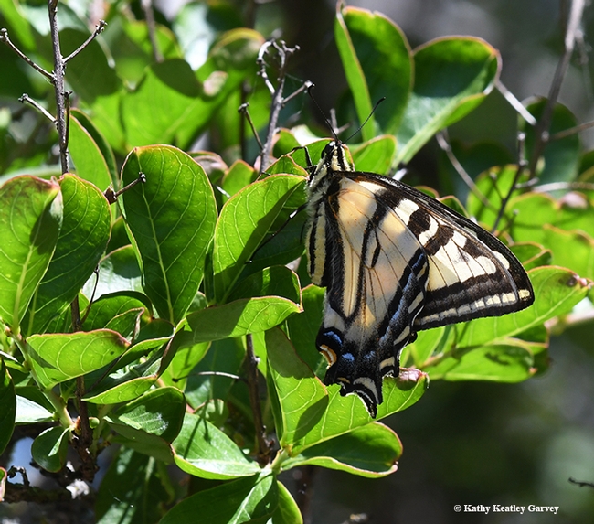 The Western tiger swallowtail folds its wings. (Photo by Kathy Keatley Garvey)