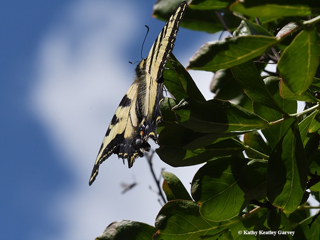 An insect, probably a bee, flies near the Western tiger swallowtail. (Photo by Kathy Keatley Garvey)