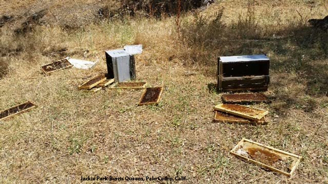 A bear wreaked havoc in this bee yard. (Photo courtesy of Jackie Park-Burris, Palo Cedro)