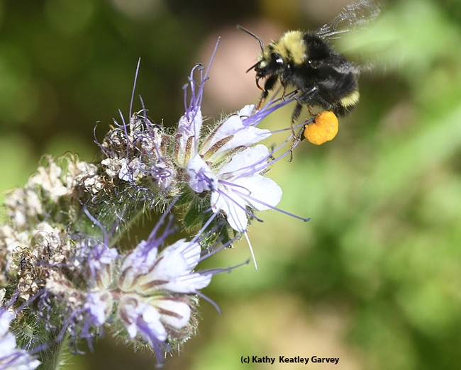 Check out the heavy load of pollen on this bumble bee, Bombus vandykei. (Photo by Kathy Keatley Garvey)