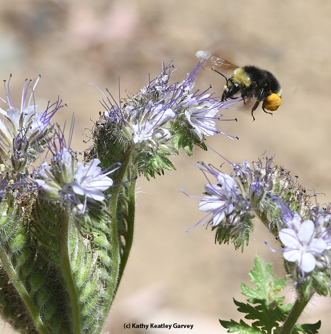 The Phacelia is a plant that native bees, including this native bumble bee, Bombus vandykei, love. (Photo by Kathy Keatley Garvey)
