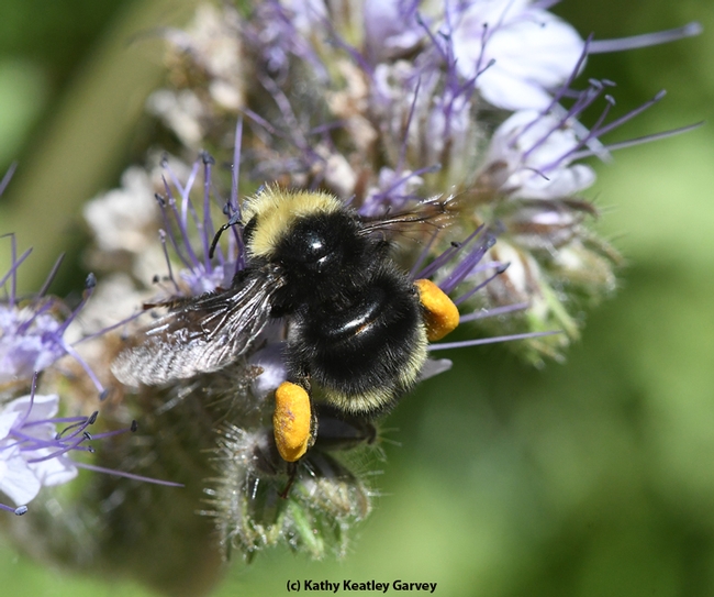Saddle bags of pure gold? No, golden pollen carried by the Bombus vandykei. (Photo by Kathy Keatley Garvey)