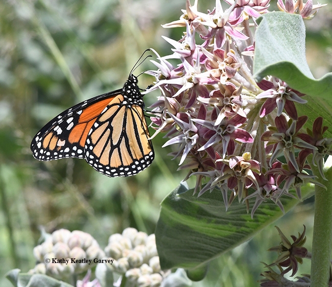 A monarch on milkweed in the UC Davis Arboretum. (Photo by Kathy Keatley Garvey)