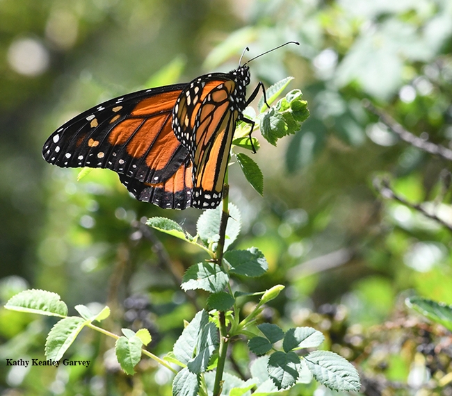 A male monarch touches down on foliage in the UC Davis Arboretum. (Photo by Kathy Keatley Garvey)