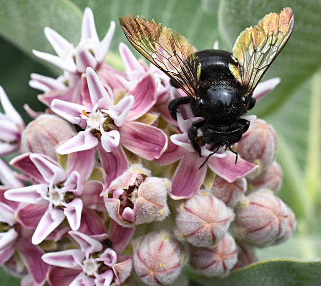 Iridescent wings of a female Valley carpenter bee, Xylocopa varipuncta. The bee is nectaring on showy milkweed, Asclepias speciosa, but she's the one putting on a show. (Photo by Kathy Keatley Garvey)
