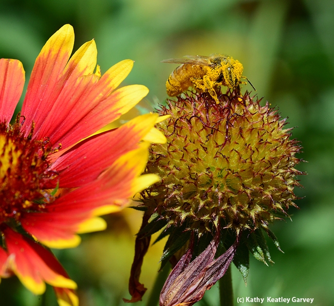A honey bee is coated with pollen as she forages in a blanketflower (Gallardia). (Photo by Kathy Keatley Garvey)