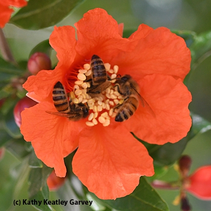 Three honey bees pollinating a pomegranate blossom. (Photo by Kathy Keatley Garvey)