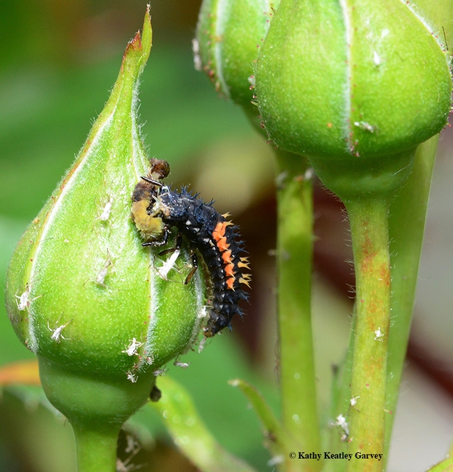 A lady beetle larva attacking and eating a syrphid fly larva. (Photo by Kathy Keatley Garvey)