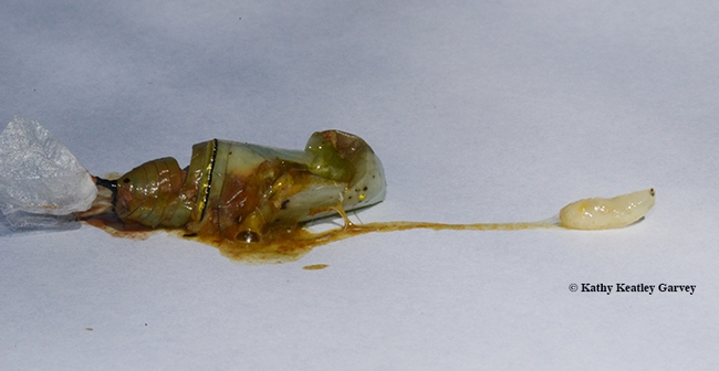 Tachinid fly maggot crawls from a monarch chrysalis. (Photo by Kathy Keatley Garvey)