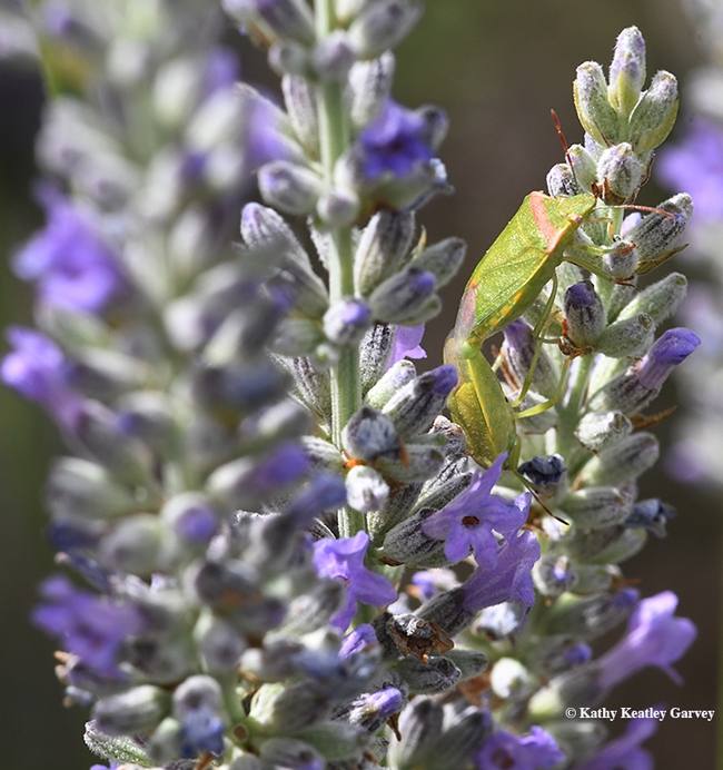 Find the redshouldered stink bugs in the lavender. (Photo by Kathy Keatley Garvey)