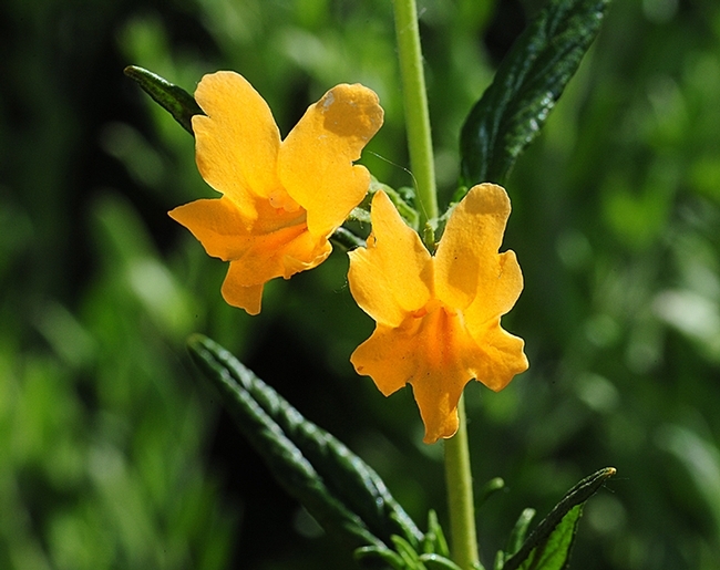 Researchers studied the microbes in the nectar of the sticky monkeyflower, Mimulus auranticus. (Photo by Kathy Keatley Garvey)
