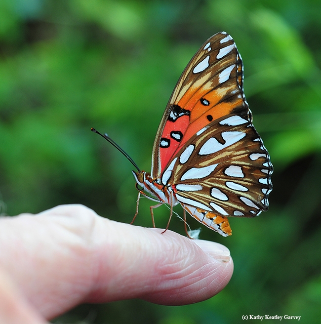 Close-up of the Gulf Fritillary. Its host plant is the passionflower vine, Passiflora. (Photo by Kathy Keatley Garvey)