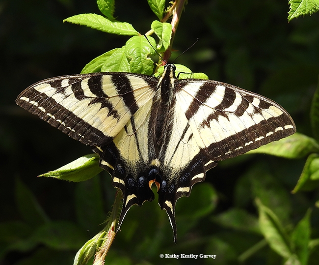 A Western tiger swallowtail (Papilio rutulus) spreads its wings on the grounds of the Benicia State Capitol. (Photo by Kathy Keatley Garvey)