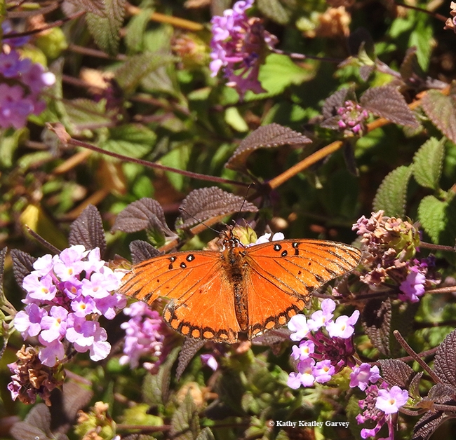 A Gulf Fritilliary (Agraulis vanillae) nectars on lantana on the grounds of the Benicia State Capitol. (Photo by Kathy Keatley Garvey)
