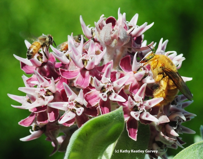 Three's a crowd? That's how many bees are on this milkweed. One carpenter bee and two honey bees. (Photo by Kathy Keatley Garvey)