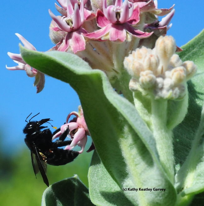 A female Valley carpenter bee arrives to take her share. The male of this species is a green-eyed blond (a clear case of of sexual dimorphism). (Photo by Kathy Keatley Garvey)
