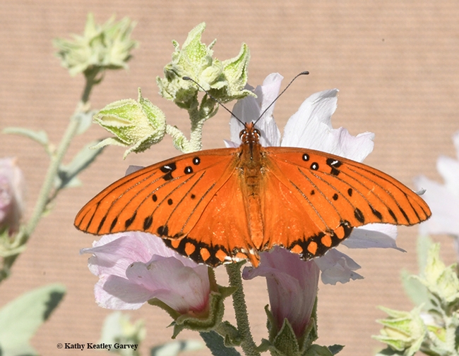 A Gulf Fritillary, Argraulis vanillae, on pink mallow in Vacaville, Calif. Note its jagged wings: mark of a predator. (Photo by Kathy Keatley Garvey)