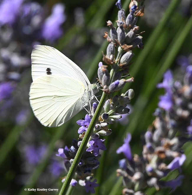A cabbage white butterfly, Pieris rapae, lingering on lavender. (Photo by Kathy Keatley Garvey)