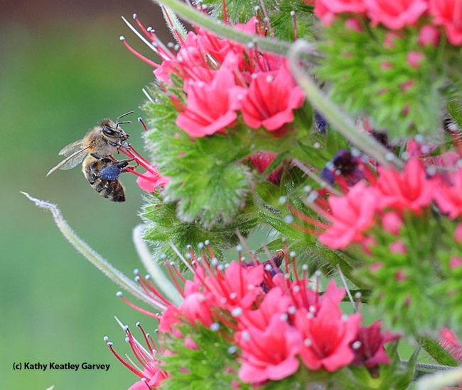A honey bee packing blue pollen as it forages on the tower of jewels, Echium wildpretii. (Photo by Kathy Keatley Garvey)