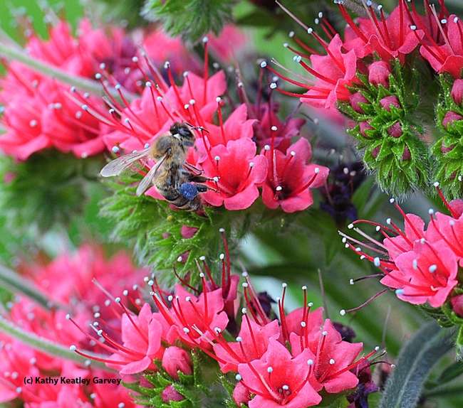 This foraging honey bee can't get enough of the tower of jewels, Echium wildpretii. (Photo by Kathy Keatley Garvey)