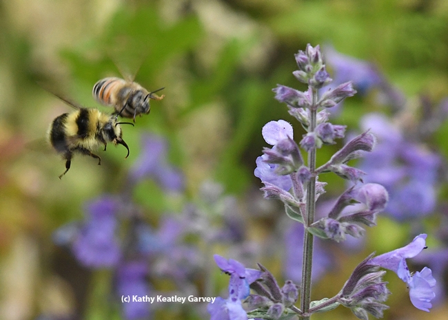 A honey bee and a bumble bee, Bombus melanopygus, head for the same patch of lavender. This image was taken in Vacaville, Calif. (Photo by Kathy Keatley Garvey)