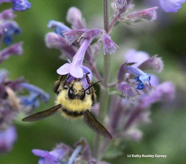 The bumble bee, Bombus melanopygus, sips nectar from a lavender blossom. (Photo by Kathy Keatley Garvey)
