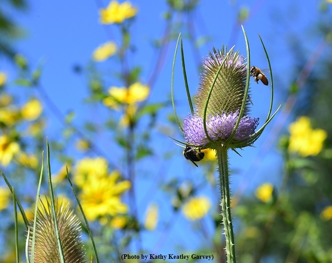 A bumble bee and honey bee share teasel in the pollinator garden of  Kate and Ben Frey, Hopland. (Photo by Kathy Keatley Garvey)