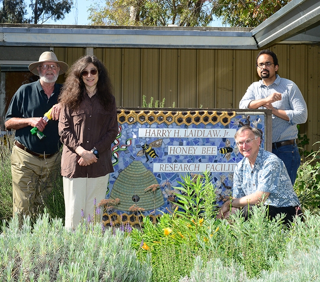 Entomologists, all! May Berenbaum presented a seminar at UC Davis in May 2014 and while on campus, toured the Harry H. Laidlaw Jr. Honey Bee Research Facility. With her (from left) are Robbin Thorp, UC Davis distinguished emeritus professor; bee scientist and assistant professor Brian Johnson (back), and Extension apiculturist (now emeritus) Eric Mussen. (Photo by Kathy Keatley Garvey)