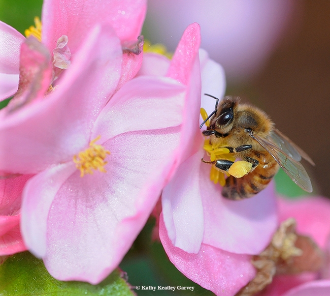 A young honey bee takes a liking to a pink begonia. (Photo by Kathy Keatley Garvey)