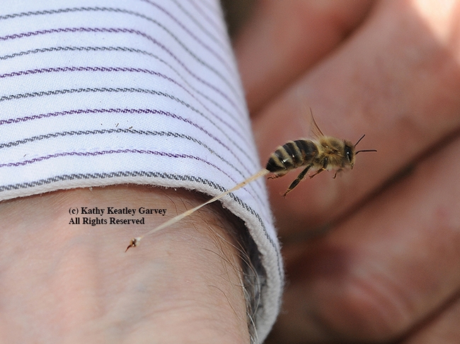 An unusual image of a honey bee sting. Note the stinger embedded in the wrist and the honey bee pulling away, its abdominal tissue trailing. (Photo by Kathy Keatley Garvey)