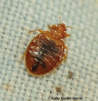 A close-up of an engorged bed bug. (Photo by Kathy Keatley Garvey)