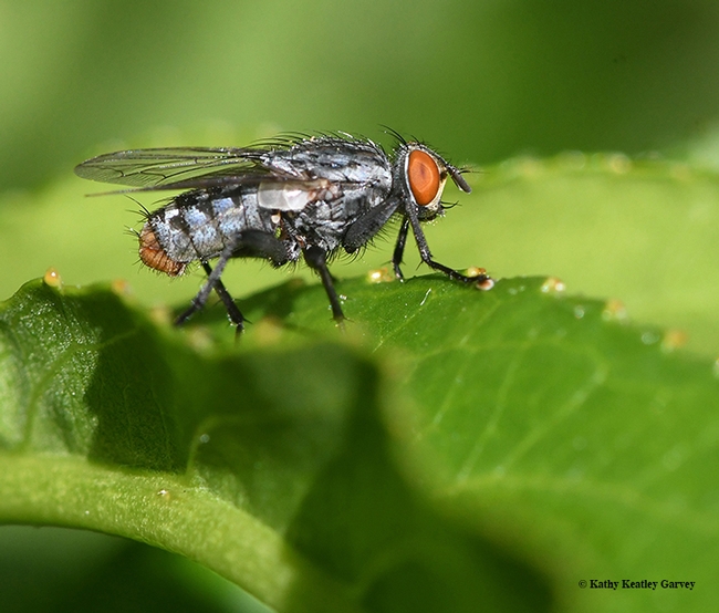 A male flesh fly (Sarcophagidae) 