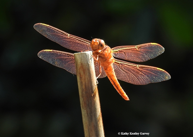 The red: The firecracker red flameskimmer dragonfly, Libellula saturata. (Photo by Kathy Keatley Garvey)