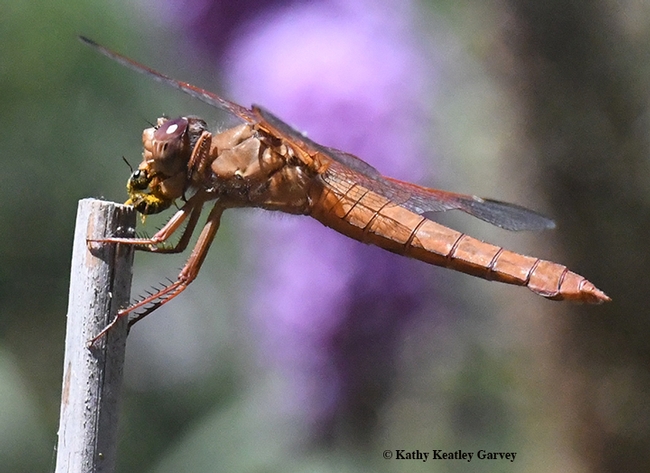 A red flameskimmer dragonfly (Libellula saturata) with her  prey, a female sweat bee, Halictus ligatus, as identified by Robbin Thorp, distinguished emeritus professor of entomology at UC Davis. The gender of the flamekimmer identified by Kathy Claypool Biggs. (Photo by Kathy Keatley Garvey)