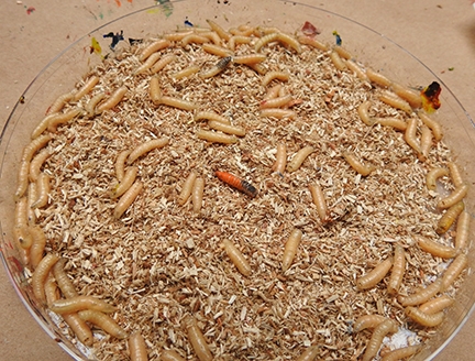 Maggots ready for dipping in non-toxic, water-based paint. (Photo by Kathy Keatley Garvey)