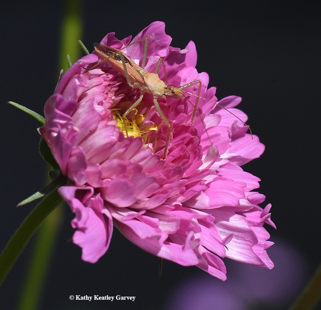 This adult assassin bug, Zelus renardii, is ready to ambush prey on a double cosmos blossom. (Photo by Kathy Keatley Garvey)