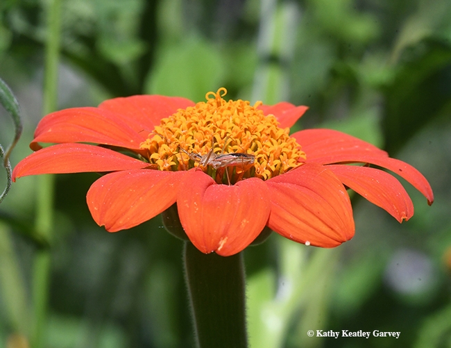 This adult assassin bug lurks almost unnoticed on a Mexican sunflower, Tithonia. (Photo by Kathy Keatley Garvey)