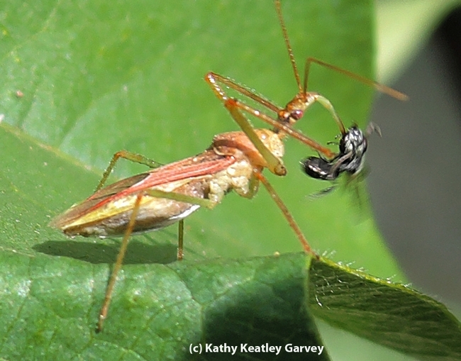 Gotcha! An assassin bug spears a male metallic sweat bee. (Photo by Kathy Keatley Garvey)