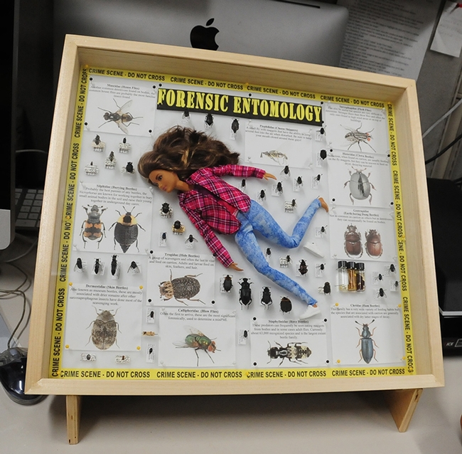 One of the forensic entomology displays at the Bohart Museum of Entomology open house. (Photo by Kathy Keatley Garvey)