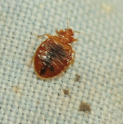 An engorged bed bug. (Photo by Kathy Keatley Garvey)