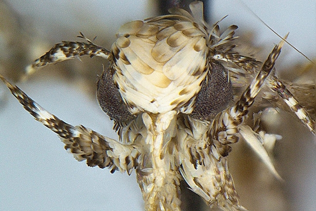 This is the Neopalpa donaldtrumpi moth. (Photo courtesy of evolutionary biologist and systematist Vazrick Nazari of Canada, who named the moth)